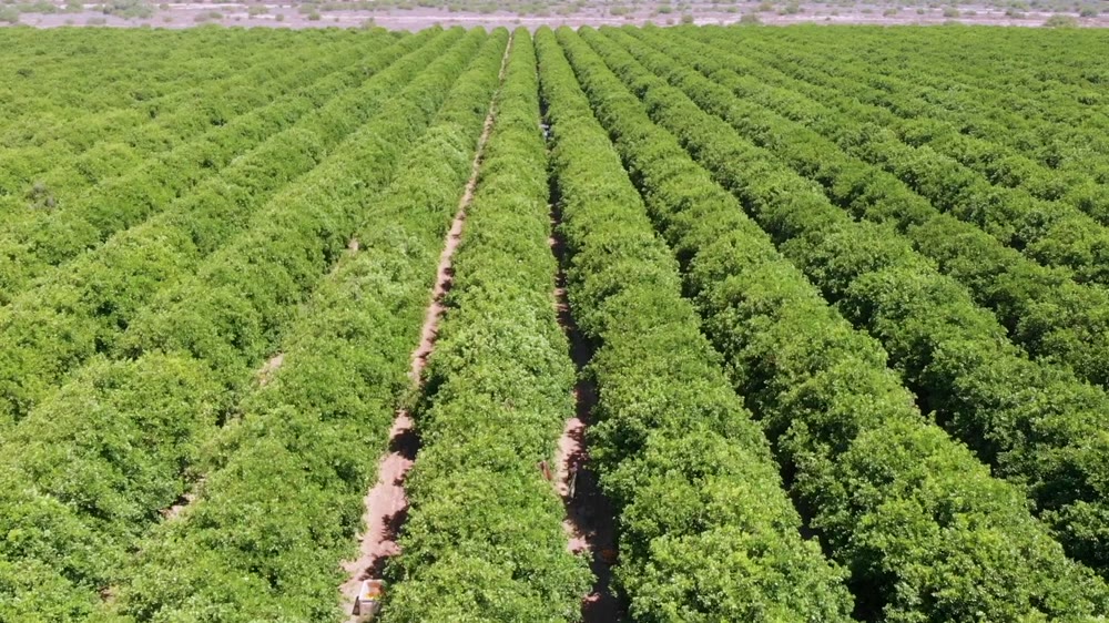 Surcos de cultivo en crecimiento